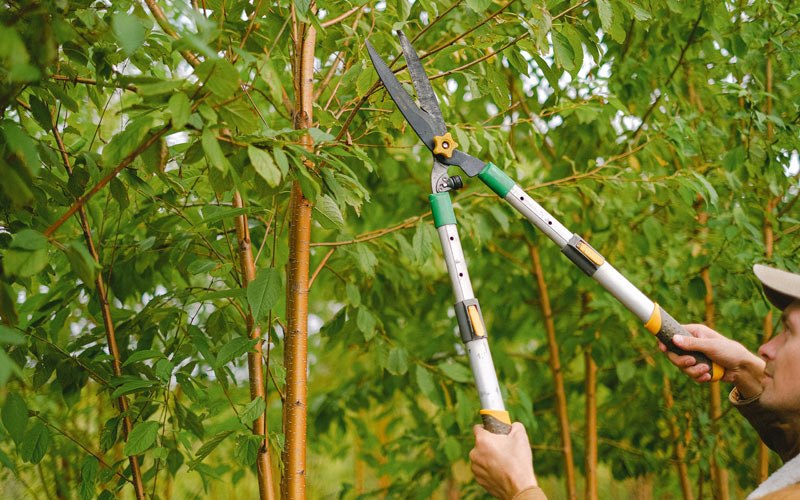 Tree trimming in Miamiville, OH